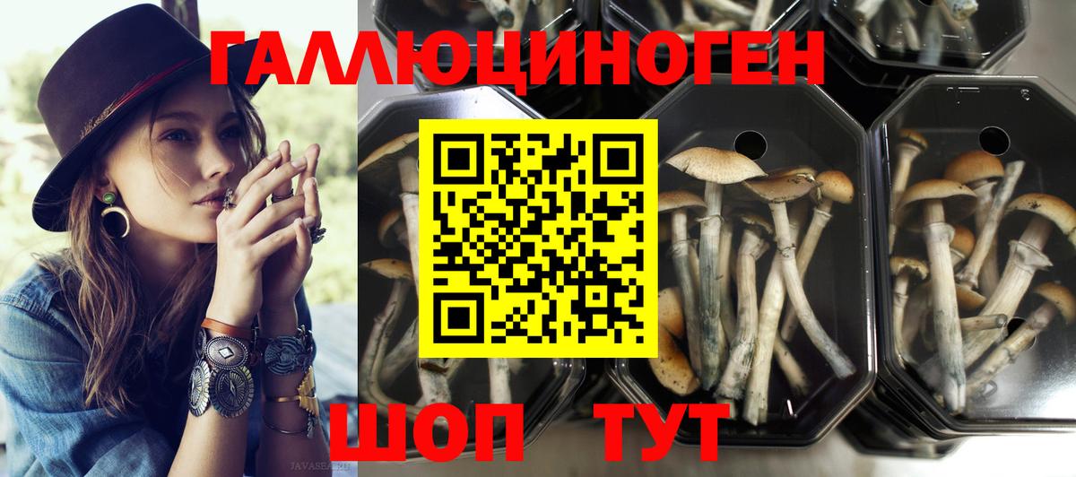 Галлюциногенные грибы GOLDEN TEACHER  Ачинск  Псилоцибиновые грибы Psilocybe 